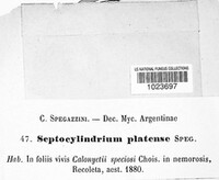 Septocylindrium platense image